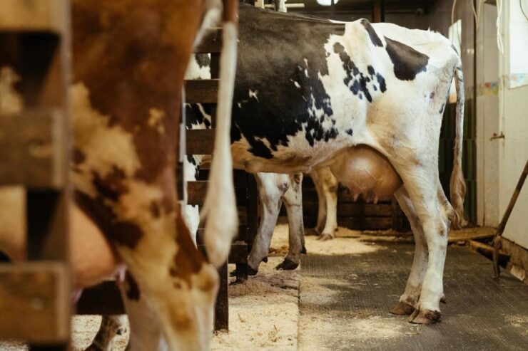 Vaca leiteira com úbere cheio em uma fazenda