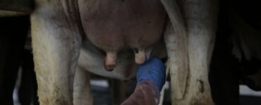 Tetos de vaca no pós-ordenha