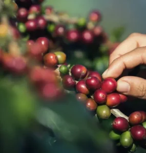 Pessoa segurando frutos de café em um cafeeiro