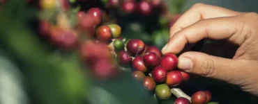 Pessoa segurando frutos de café em um cafeeiro