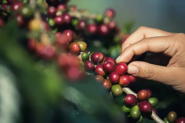Pessoa segurando frutos de café em um cafeeiro