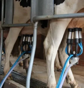 Vacas sendo ordenhadas em uma sala de ordenha