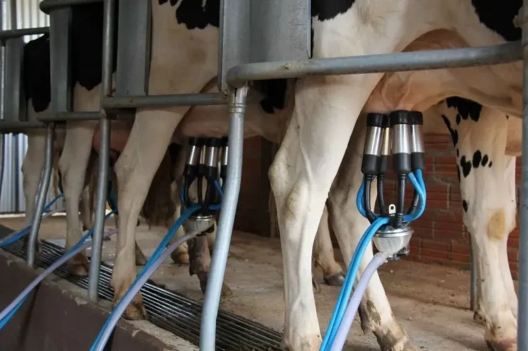 Vacas sendo ordenhadas em uma sala de ordenha