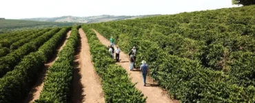 Lavoura de café