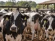 Vacas leiteiras em um confinamento