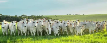 Bovinos de corte da raça Nelore