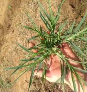Planta daninha Pé-de-galinha