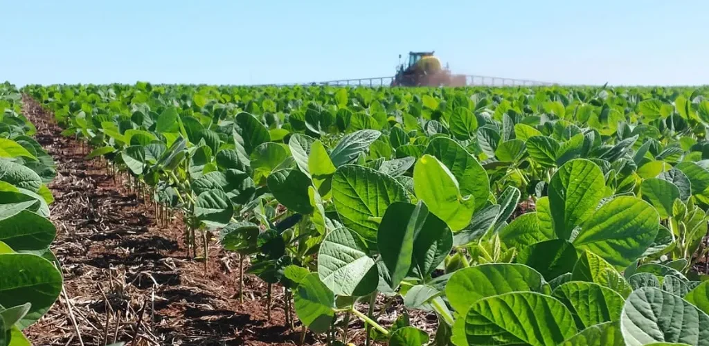 Lavoura de soja em desenvolvimento